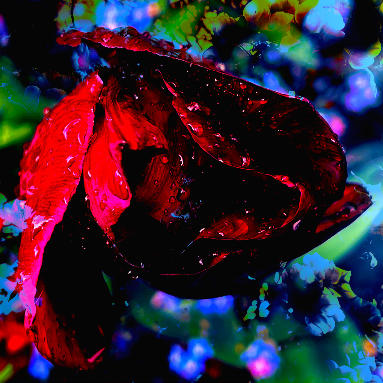 Finding Night Flowers