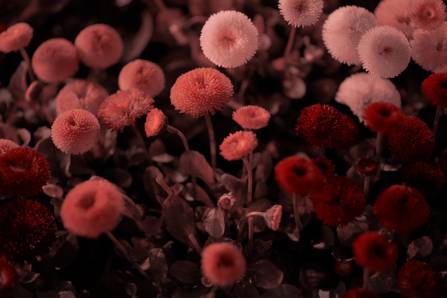 Night Flower